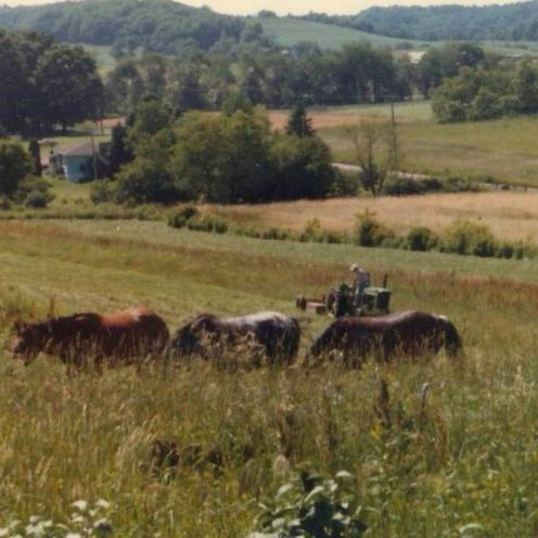 horses